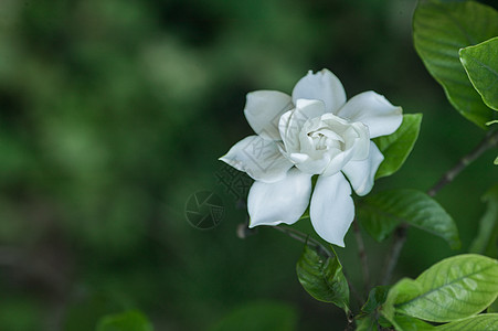 花朵图片