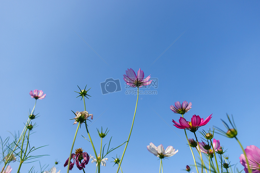 花朵图片