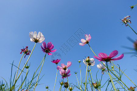 菊花天空花朵背景