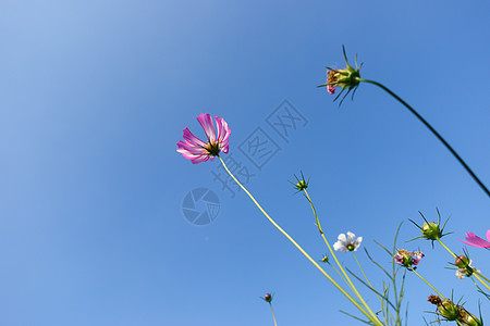 菊花天空花朵背景