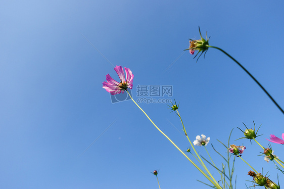 花朵图片