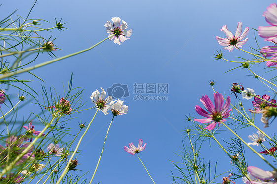 自然风景花朵天空背影素材 图片