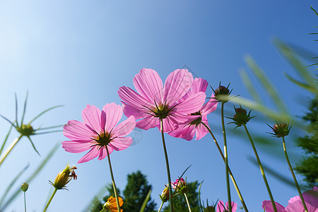 菊花天空自然风景花朵天空背影素材背景