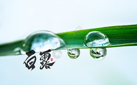 雨 雾白露设计图片