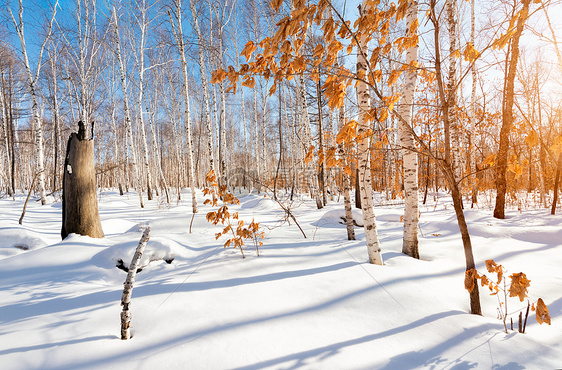 冬日暖阳雪地上的白桦林红叶图片