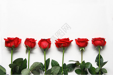 七夕配图红玫瑰七夕情人节白色静物素材背景