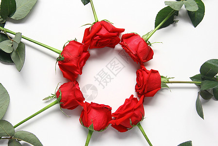 情人节红玫瑰白色静物背景素材图片