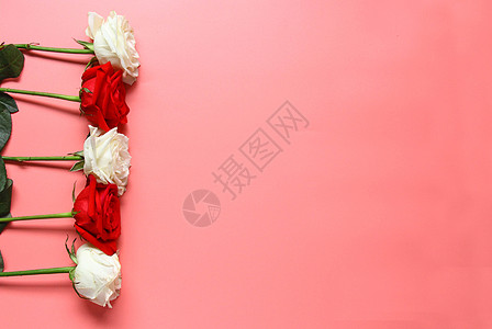七月节日词汇七夕情人节红玫瑰白玫瑰 粉色静物背景素材背景