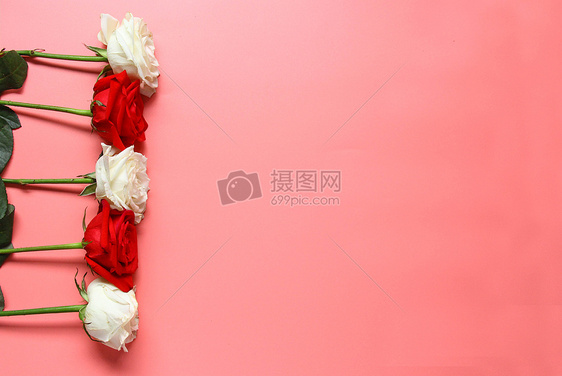 七夕情人节红玫瑰白玫瑰 粉色静物背景素材图片