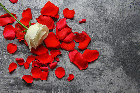 七夕情人节红玫瑰白玫瑰花瓣静物素材图片