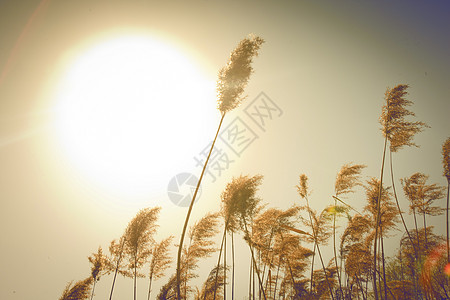 夕阳下芦苇飘荡背景图片