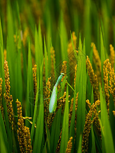 夏季稻田螳螂高清图片