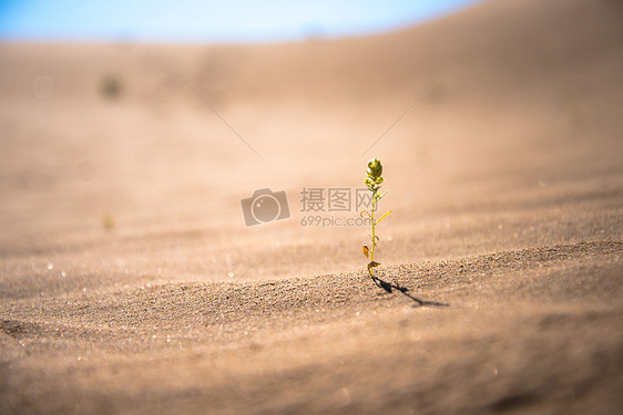 沙漠中的生命图片