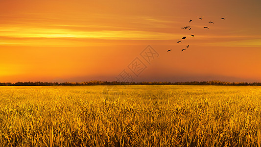 鸟剪影芒种时节金色的稻田背景