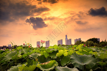 武汉沙湖荷花背景图片