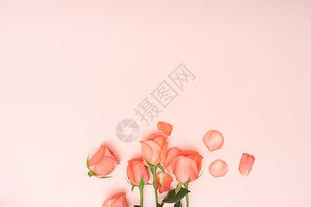 手绘七夕情人节玫瑰花与玫瑰花花瓣背景