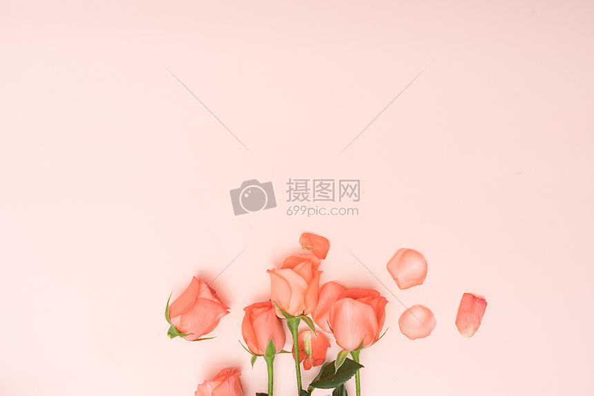 玫瑰花与玫瑰花花瓣图片