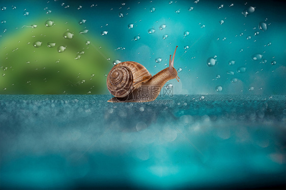 雨中的蜗牛图片