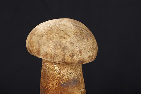 黑色背景前的大蘑菇图片