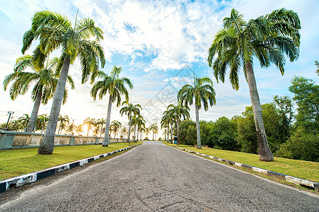 热带椰树大道图片