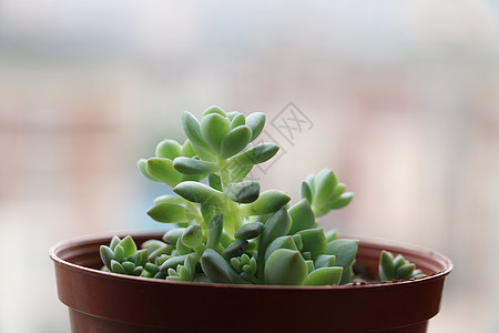 多肉种植图片 多肉种植素材 多肉种植高清图片 摄图网图片下载 多肉种植图片 多肉种植素材 多肉种植高清图片 摄图网图片下载