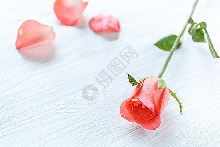  粉色玫瑰花图片
