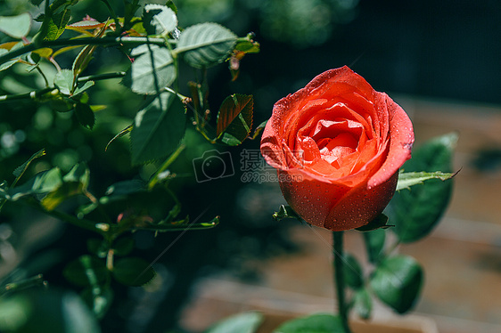 浪漫的花朵图片