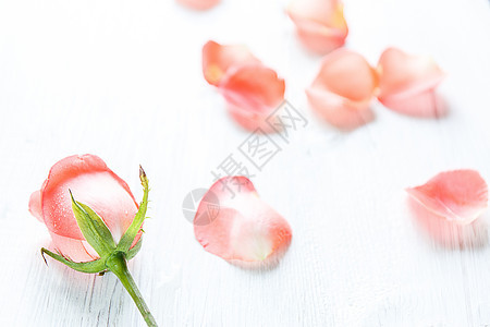 一朵花背景照片-一朵花背景背景-一朵花背景摄影图片下载-摄图网