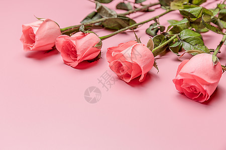 浪漫玫瑰花背景图片
