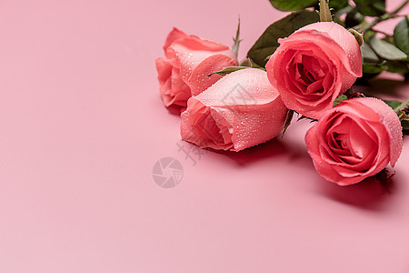 浪漫玫瑰花图片