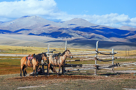 新疆巴音布鲁克蒙古马图片