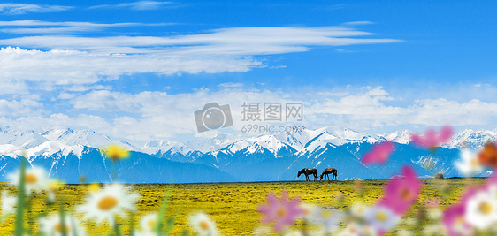 雪山马匹图片