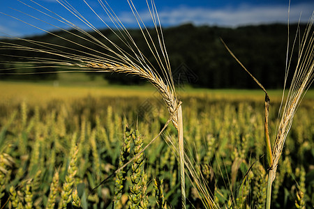 麦子背景图片