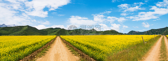 川西八美油菜花春天美景图片