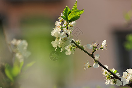 李子花背景