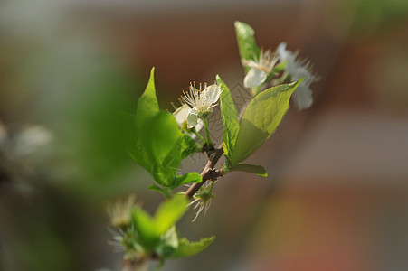 丁香花图片