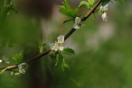 丁香花图片