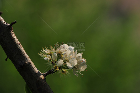 丁香花图片