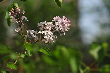 丁香花图片