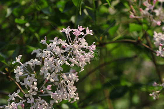 丁香花图片