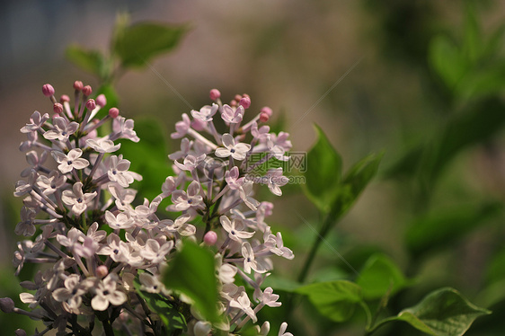 丁香花图片