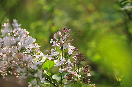 丁香花图片