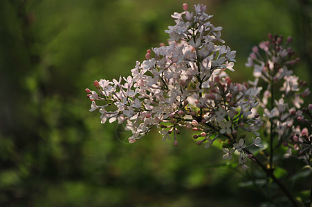 丁香花图片