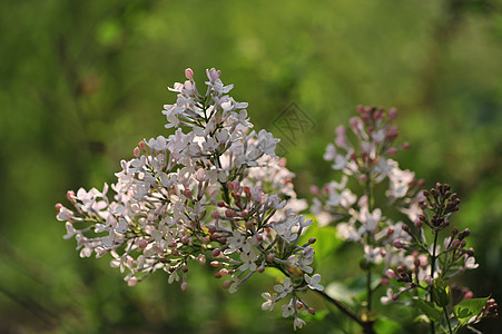 丁香花图片