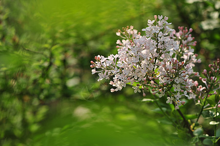 丁香花图片