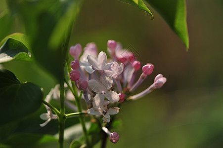 丁香花图片