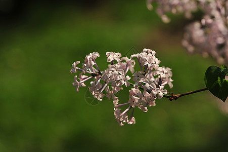 丁香花图片