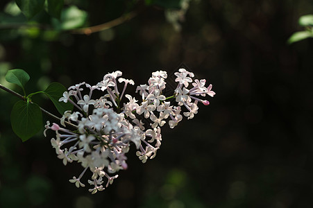 丁香花春暖花开紫色草高清图片