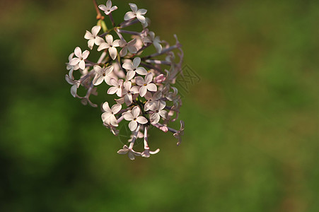 丁香花图片