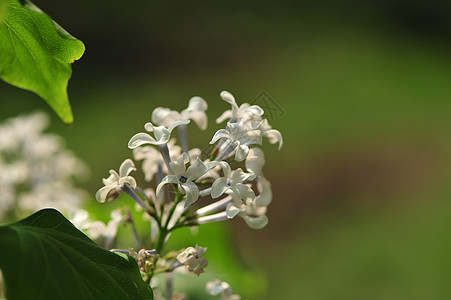 丁香花图片